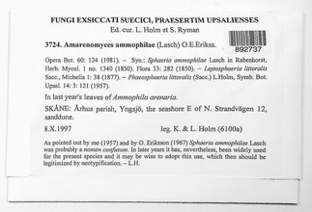 Amarenographium metableticum image